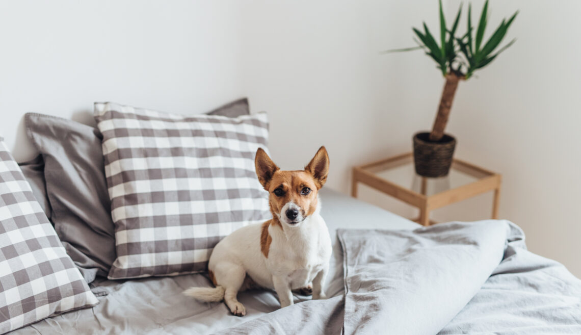 Adorable dog in bed